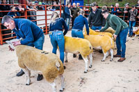 Longtown Ram Fair-44